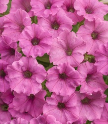 supertunia_hot_pink_charm_tag