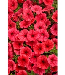 supertunia_mini_vista_coral__czka_1