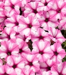 supertunia_mini_vista_pink_star_tag_1