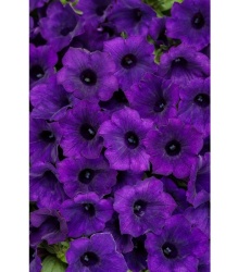 supertunia_mini_vista_ultramarine_tag
