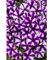 supertunia_violet_star_tagimage