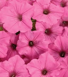 supertunia_vista_bubblegum_improved_for_tag