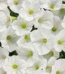 supertunia_white_charm