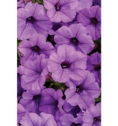 mini_vista_blue_violet_1