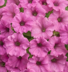 supertunia_hot_pink_charm_tag