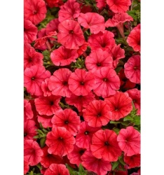 supertunia_mini_vista_coral__czka_1