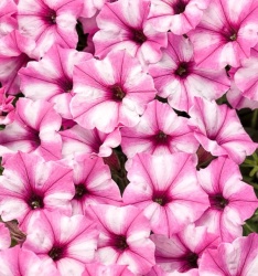 supertunia_mini_vista_pink_star_tag_1