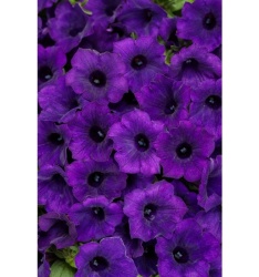 supertunia_mini_vista_ultramarine_tag