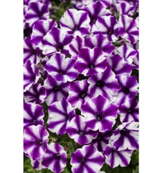 supertunia_violet_star_tagimage
