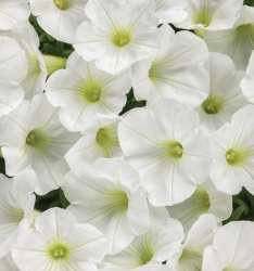 supertunia_white_charm