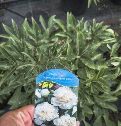 img_20260528_112546609_hdr