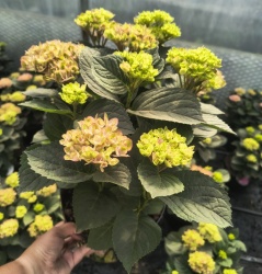img_20260602_162237196_hdr