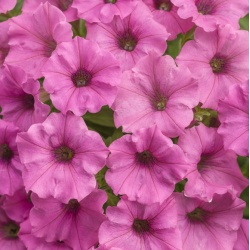 supertunia_hot_pink_charm_tag