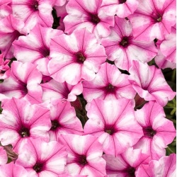 supertunia_mini_vista_pink_star_tag_1