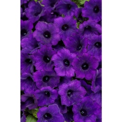 supertunia_mini_vista_ultramarine_tag