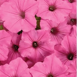 supertunia_vista_bubblegum_improved_for_tag