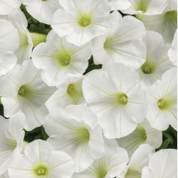 supertunia_white_charm