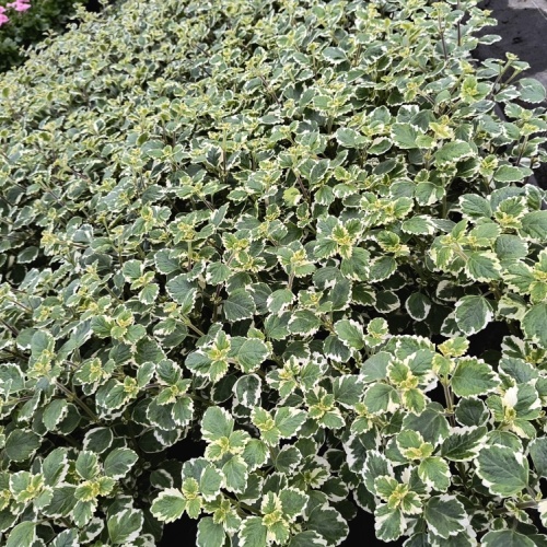 img_20240415_151558115_hdr