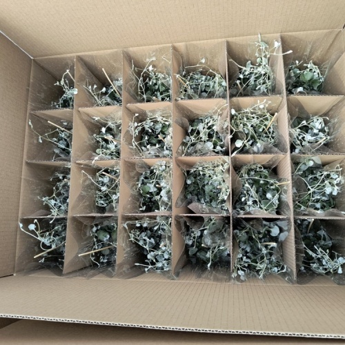 img_20240506_132016030_-_kopia