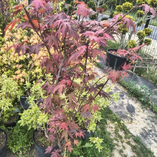 img_20260602_132634807_hdr