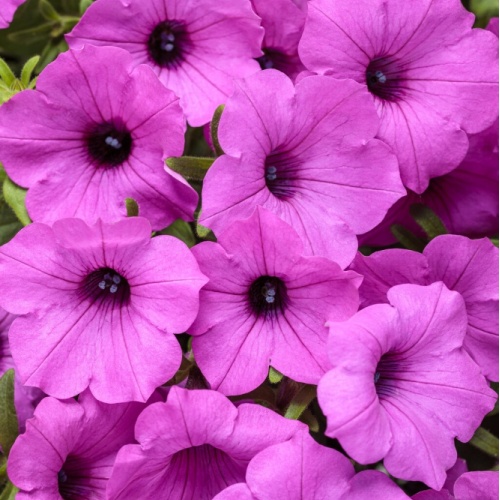 petunia_supertunia_vista_jazzberry_tag