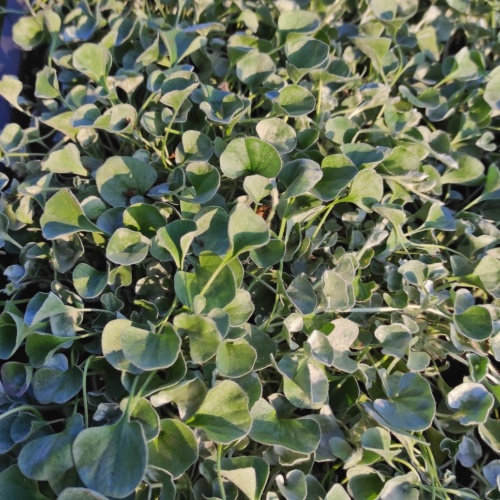 picsart_22-05-10_14-18-46-770_-_kopia