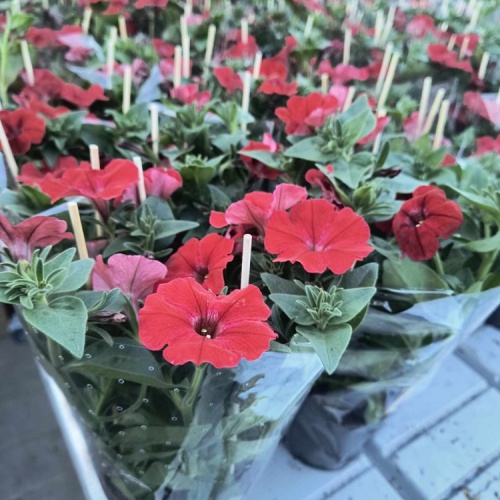 received_3194899580661381