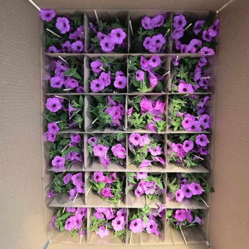 received_690370800206581