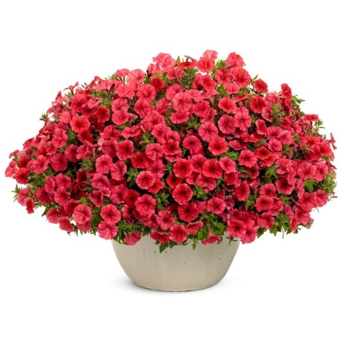 supertunia_mini_vista_coral_donica_1