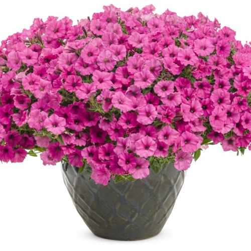 supertunia_mini_vista_hot_pink_mono_0