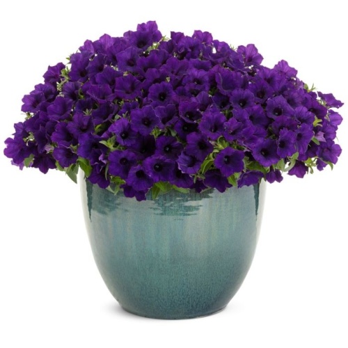 supertunia_mini_vista_ultramarine_mono