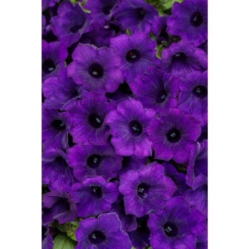 supertunia_mini_vista_ultramarine_tag