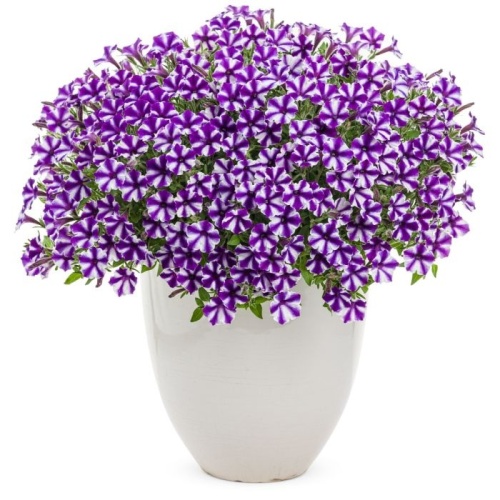 supertunia_violet_star_charm_beautymono