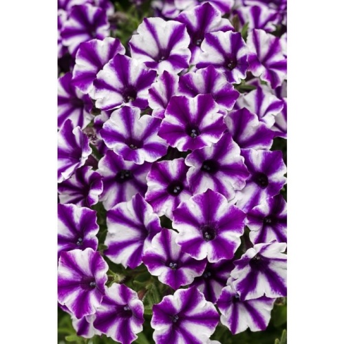 supertunia_violet_star_tagimage