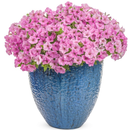 supertunia_vista_bubblegum_03