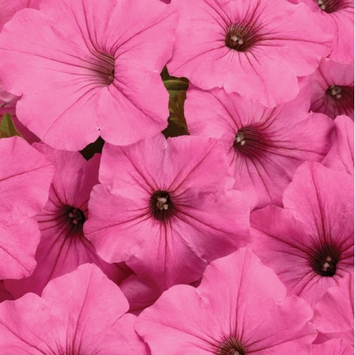 supertunia_vista_bubblegum_improved_for_tag
