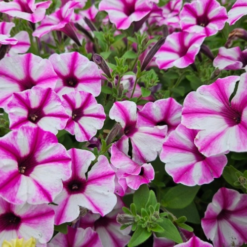 supertunia_vista_raspberry_star__czka_5