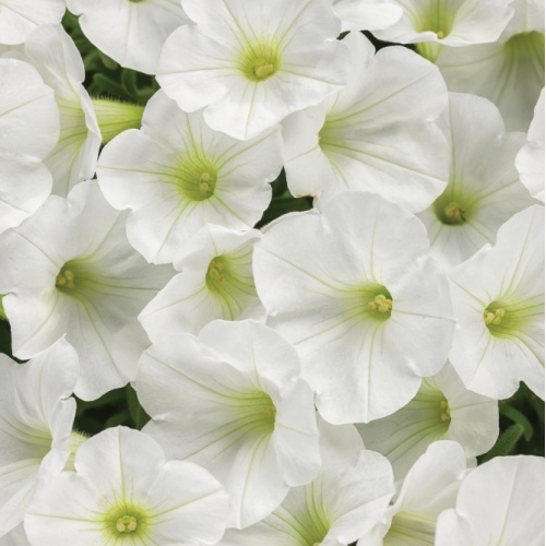supertunia_white_charm