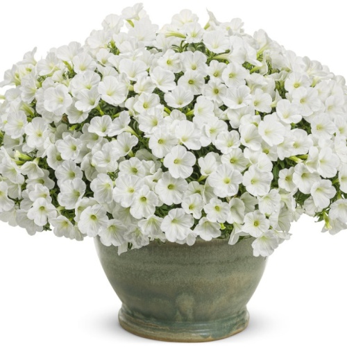 supertunia_white_charm_mono